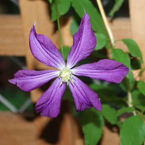 Clematis hybrida Galore